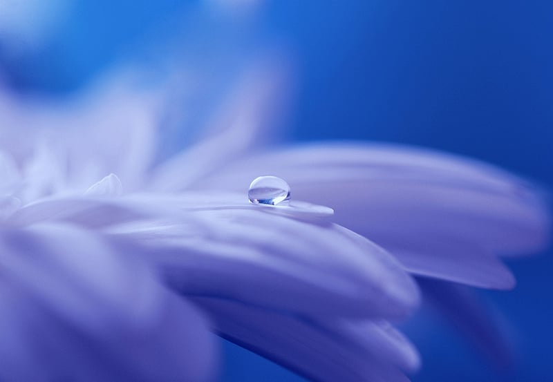 Fantasy flowers