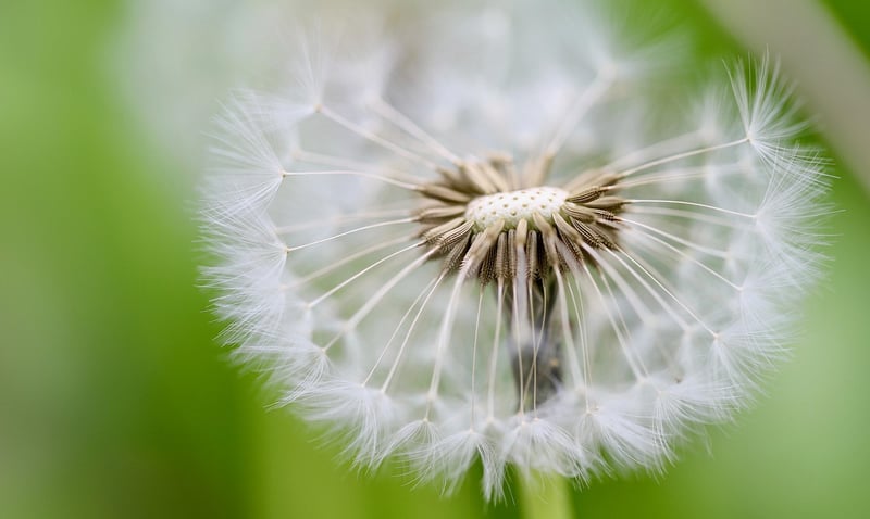 Magical seeds
