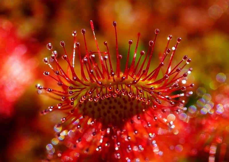 Mystical herbs