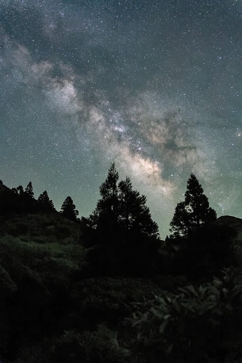 Milky Way over a garden