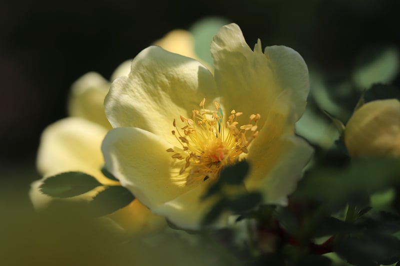 Moonbeam Rose
